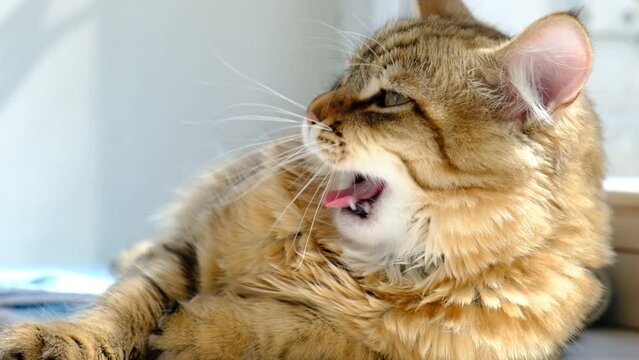 Yawning cat. Relaxing kitten, cute funny pets at home. Soft morning light. Close up	