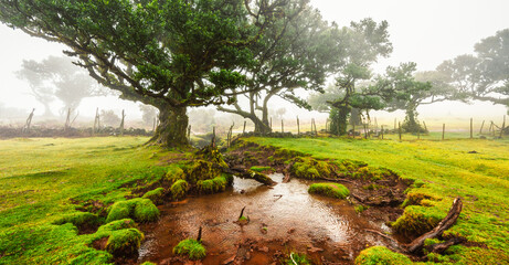 Fanal Forest. Misty forest in Fanal.  Old laurel tree in laurel tree forest in madeira in Portugal