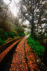 Magical misty green forest with waterfalls in Levada do Norte, Madeira island, Portugal. PR17 Pinaculo e Folhadal