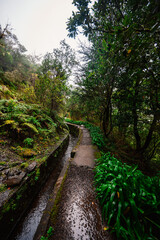 Magical misty green forest with waterfalls in Levada do Norte, Madeira island, Portugal. PR17 Pinaculo e Folhadal