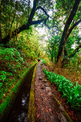 Magical misty green forest with waterfalls in Levada do Norte, Madeira island, Portugal. PR17 Pinaculo e Folhadal