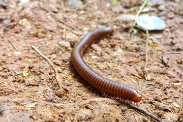The wild millipede in asian forest.