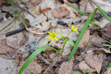 a small yellow flower is growing in the leaves on the ground 