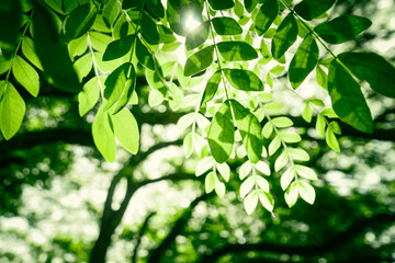 Obraz premium green leaves in the forest on the sunny day