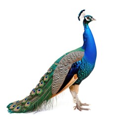 Obraz premium Indian Peaflow standing side view isolated on white background, photo realistic.