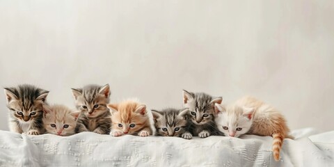 many cute different funny fluffy kittens on a light background banner
