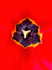 Stunning macro close-up of a vibrant pink tulip, showcasing intricate details and vivid colors of the petals and pollen. Perfect for spring themed projects