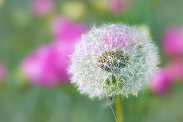 close up of a dandelion
