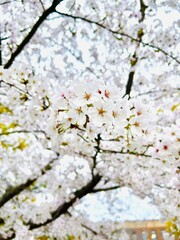 cherry blossoms