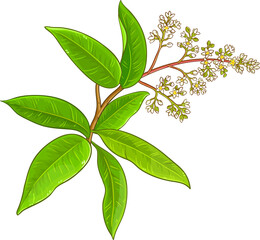 Mango Branch with Flowers and Leaves Colored Detailed Illustration.