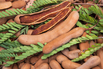 Closeup Focus Some Ripe Tamarind Fruits with Green Leaves