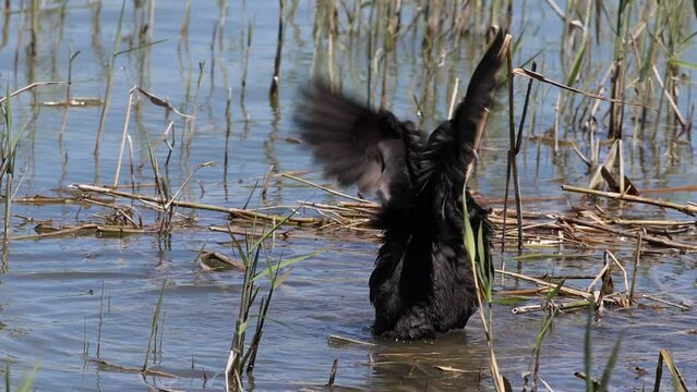 Focha com&uacute;n, Fulica atra, batiendo sus alas en el parque natural El Hondo, Espa&ntilde;a