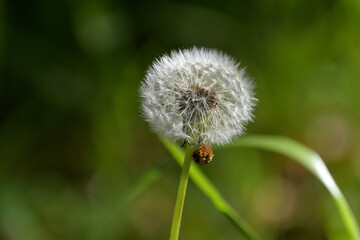 綺麗な球形に広がったタンポポの綿毛