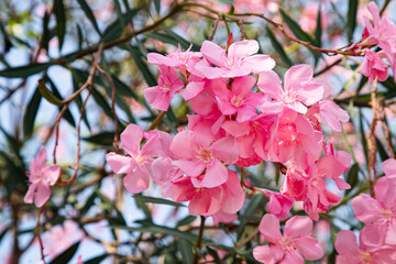 Rosa Lavender Dream flowers bloom together very beautifully with their purplish pink flowers