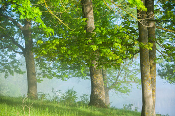 Very beautiful landscape with fog and green nature in the Republic of Moldova. Rural nature in Eastern Europe