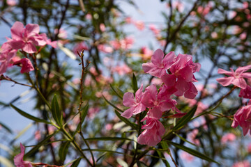 Rosa Lavender Dream flowers bloom together very beautifully with their purplish pink flowers