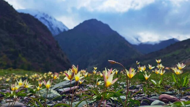 Tulipa biflora or Liriopogon biflorum tulip swaying wind in Kyrgyzstan mountains at sunny spring day . These species of tulip are native to Central Asia.