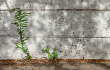 Climbing fig or Creeping fig (Ficus Pumila) the ivy plants are creeping up on whitewashed cement surface background. Green leaf texture and root branch growing on a white concrete wall background,