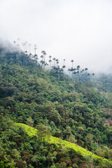 Cocora Valley, Colombia