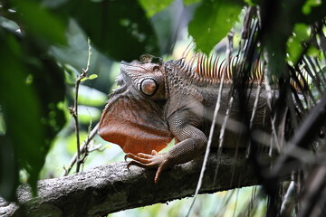 Iguana in the jungle