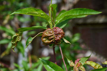 Peach Leaf Curl resp.Taphrina deformans on Peach Leaf,Rhineland,Germany