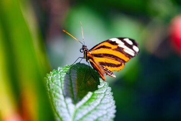 Ismenius tiger or tiger heliconian (Heliconius ismenius) is a butterfly of the family Nymphalidae...