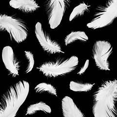 Fluffy bird feathers falling on black background