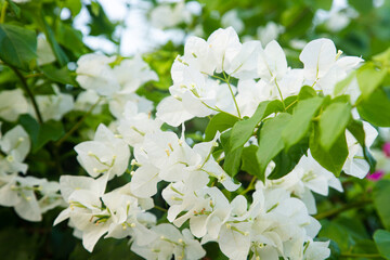 White bougainvillea blooms beautifully with flowers that almost cover the entire stem and leaves