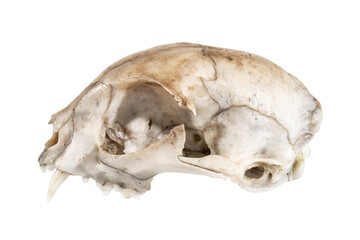 Cat skull one fang canine side view on white background