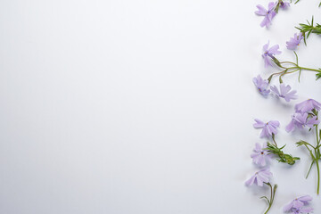 Meadow flowers with purple flowers isolated on white background. Top view with copy space. Flat...