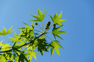 Liquidambar styraciflua or American sweetgum with fresh green leaves in blossom on blue sky background. Amber tree twig in clear sunny day in spring garden. Selective focus. Nature concept for design
