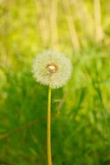 dandelion in the grass