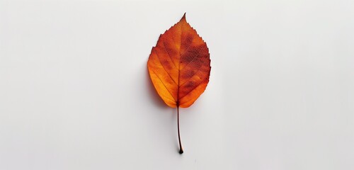A minimalist setting of a single, autumn leaf, its rich orange hue contrasting against a stark,...