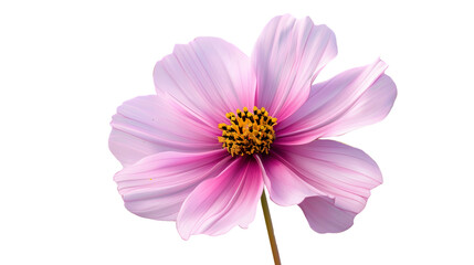 pink flower.isolated on white background.