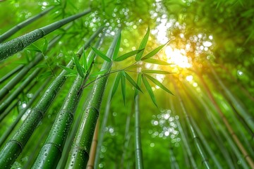 Bamboo forest. Nature background