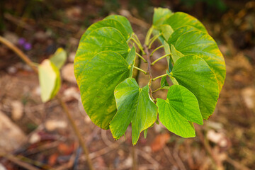 Butterfly tree orchid or Bauhinia leaves appear to grow neatly and regularly with symmetry between the left and right
