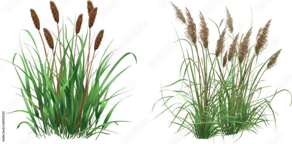 Canvas Prints Bush bulrush with green grass