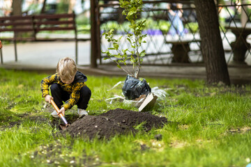 A little boy helps dig a hole to plant a magnolia tree in his yard.