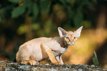 Cute Funny Curious Playful Beautiful Devon Rex Cat sitting on tree trunk in forest, garden. cat Looking At Camera. Obedient Devon Rex Cat With Cream Fur Color. Cats Portrait. Amazing Pets. hairless