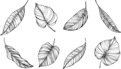 Exotic tropical leaves. Black and white engraved ink art. Isolated leaf illustration element on white background.
