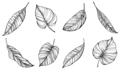 Exotic tropical leaves. Black and white engraved ink art. Isolated leaf illustration element on white background.