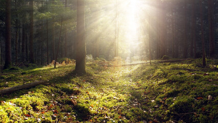 Beautiful sunny woods with sun beams. Bright sunshine in fairy-tale woodland with mossy floors.	
