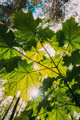 Bottom View Of Sunshine Through Spring Green Maples Foliage. Sun Sunrays Shine Through Fresh Vegetation And Maple Branches Leaves. Summer Sunny Day. Wide Angle.