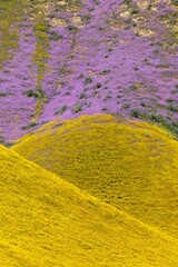 Hills covered in bright yellow and purple spring flowers during the Superbloom. Carrizo National Monument, Santa Margarita, California, United States of America.