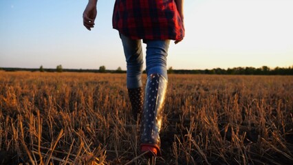 Female feet of young farmer going through the barley plantation at sunset. Legs of agronomist in...