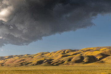 Obraz premium Hills covered in spring flowers during the Superbloom and heavy dark clouds over the hills. Carrizo National Monument, Santa Margarita, California, United States of America.