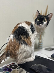 A wet tricolor cat sits on a computer table and stares at the camera with wide eyes