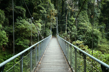 Bridge high in canopy leading into rainforest perspective