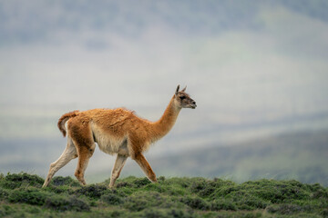 Obraz premium Guanaco walks through bushes along grassy ridge