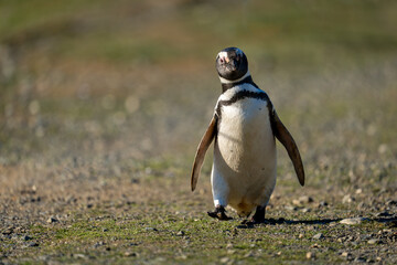 Naklejka premium Magellanic penguin crosses flat ground lifting foot